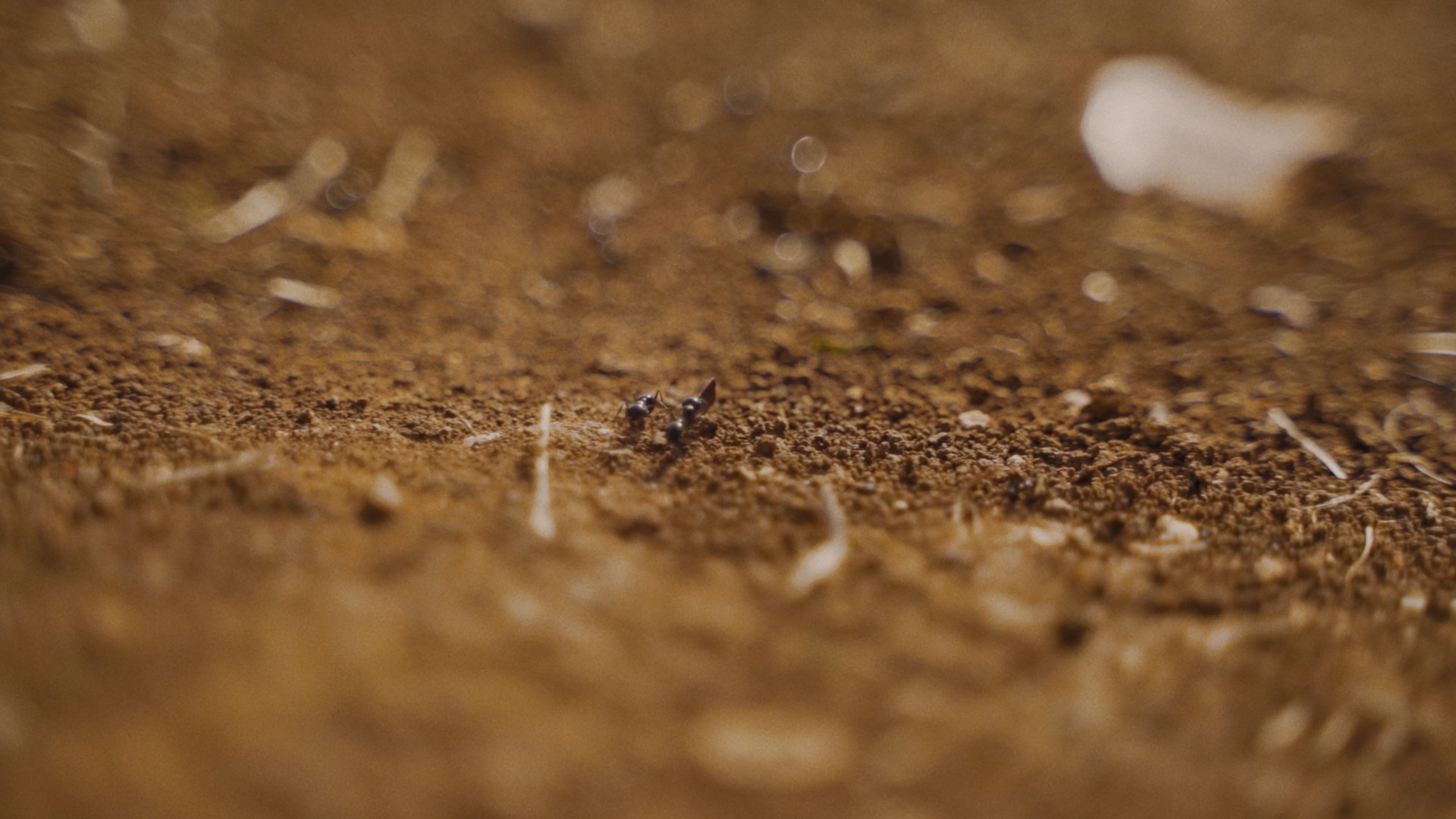 Taghmees — Learning Soils still 10